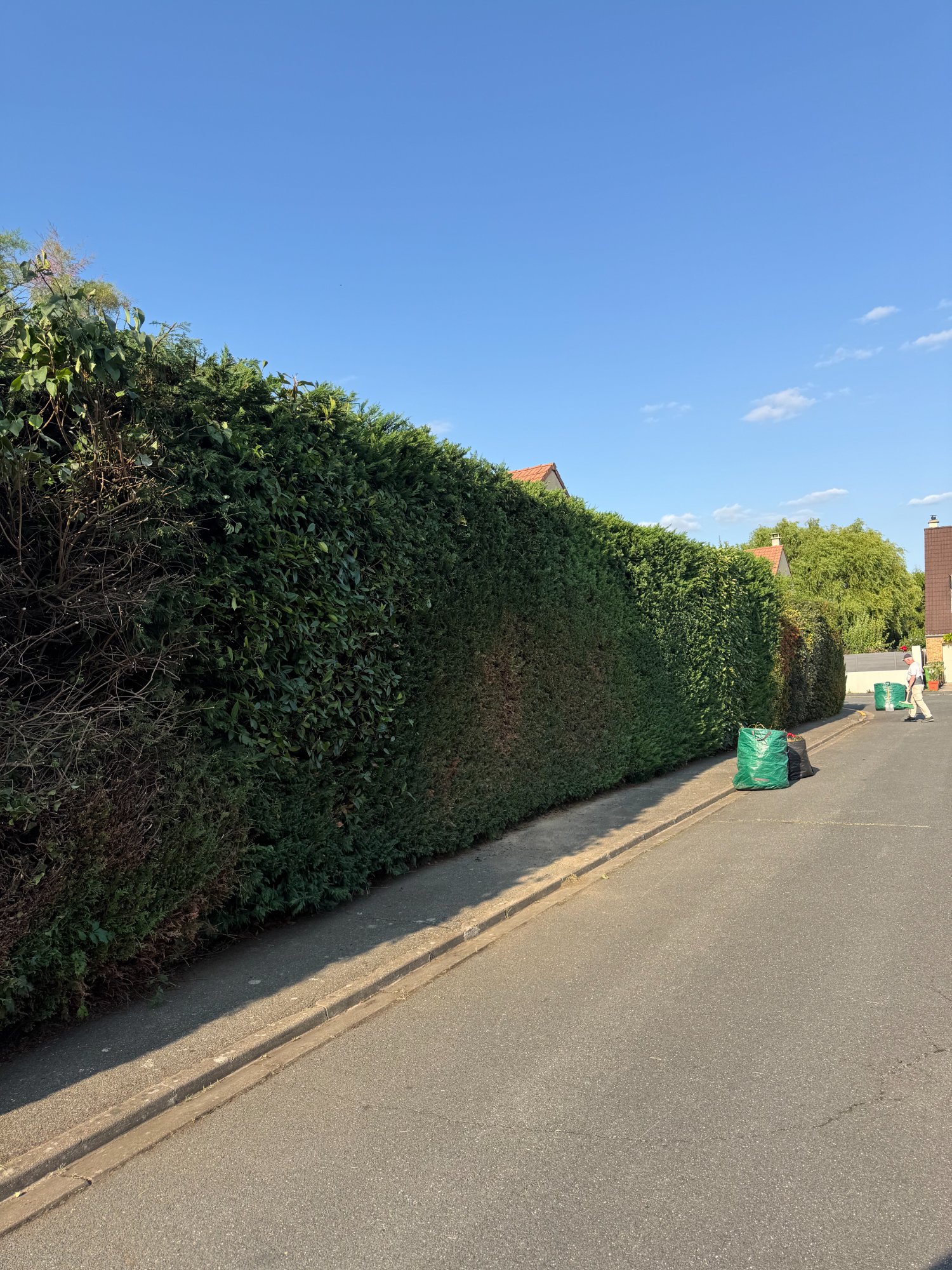 Après - Haies taillées