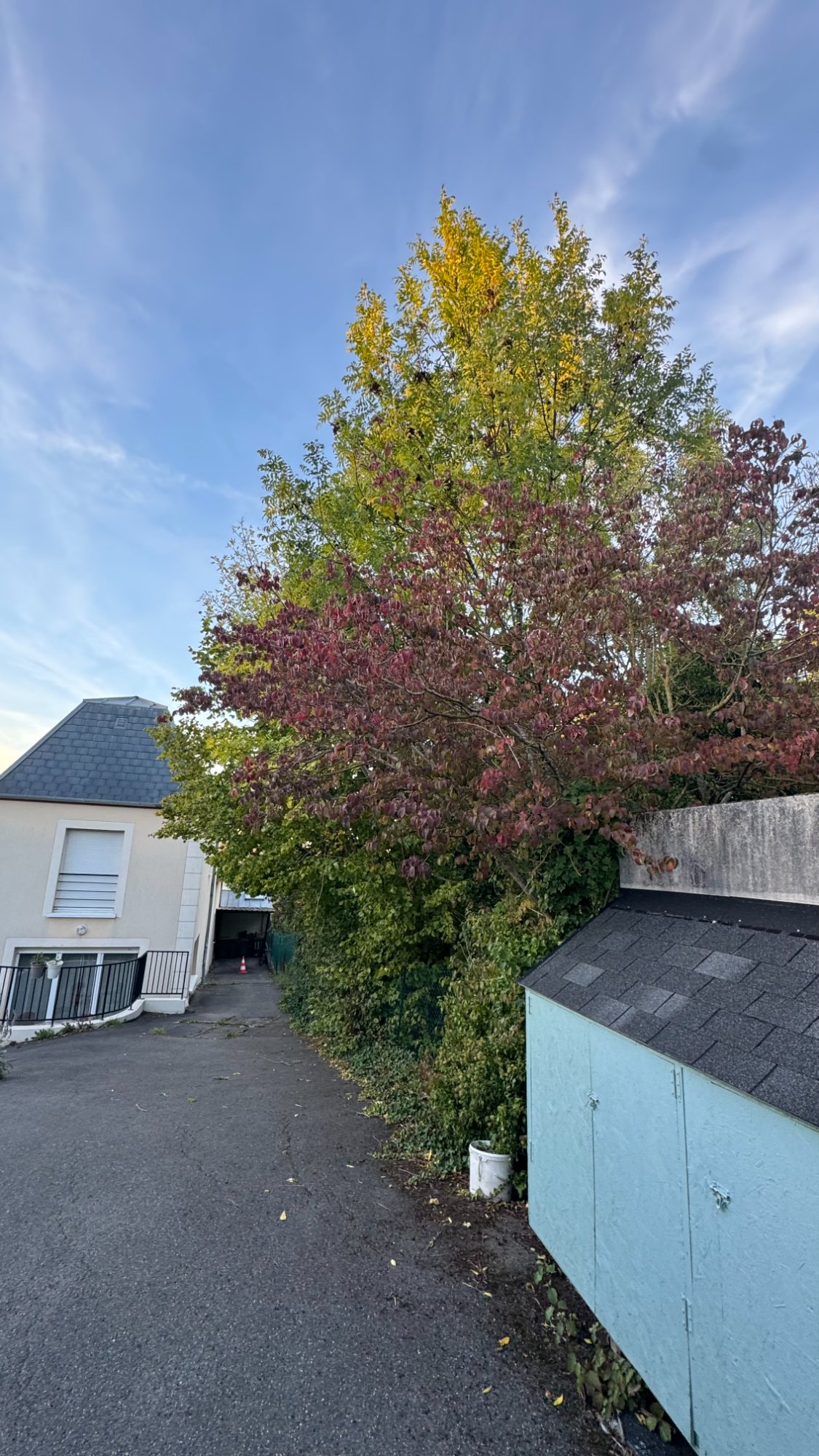 Avant - Arbres à tailler