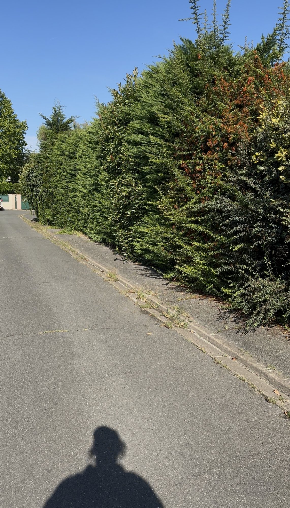 Avant - Haies à tailler